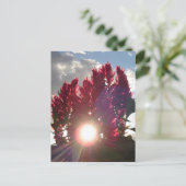 Carte Postale Fleurs de flamme couchant (Debout devant)