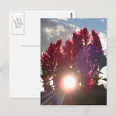 Carte Postale Fleurs de flamme couchant (Devant / Derrière)