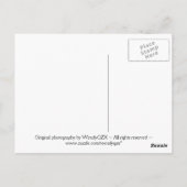 Carte Postale Fleurs de flamme couchant (Dos)