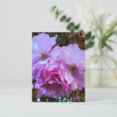 Carte Postale Fleurs de fleurs de cerisier rose (Debout devant)