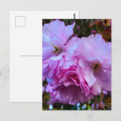 Carte Postale Fleurs de fleurs de cerisier rose (Devant / Derrière)