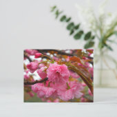 Carte Postale Fleurs de fleurs de cerisier rose chaud (Debout devant)