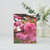 Carte Postale Fleurs de fleurs de cerisier rose chaud (Debout devant)