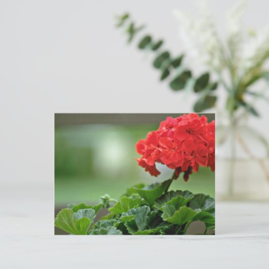 Carte Postale Fleurs de fleurs de géranium rouge (Debout devant)