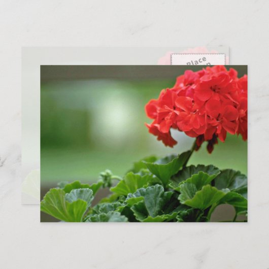 Carte Postale Fleurs de fleurs de géranium rouge (Devant / Derrière)