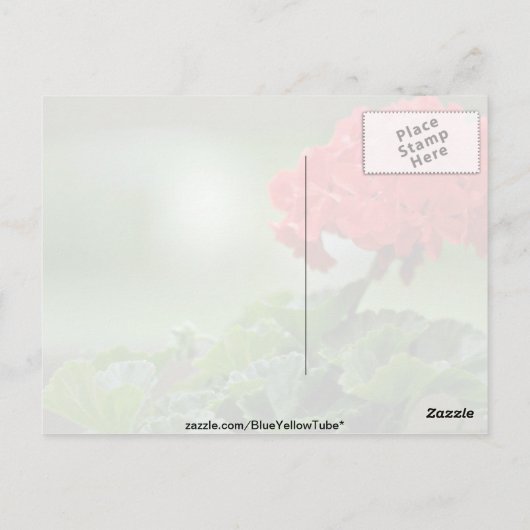 Carte Postale Fleurs de fleurs de géranium rouge (Dos)