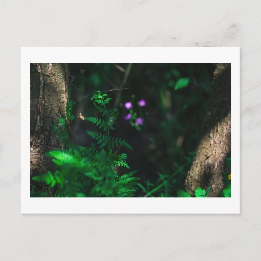Carte Postale Fleurs de forêts sauvages pourpres (Devant)