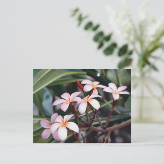 Carte Postale Fleurs de frangipanier (Debout devant)