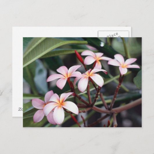 Carte Postale Fleurs de frangipanier (Devant / Derrière)