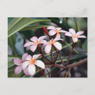 Carte Postale Fleurs de frangipanier