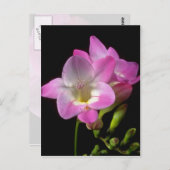 Carte Postale fleurs de freesia de printemps (Devant / Derrière)