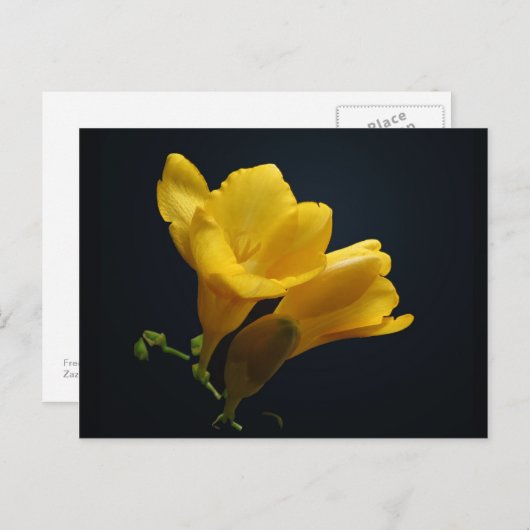 Carte postale Fleurs de Freesia Jaune (Devant / Derrière)