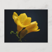 Carte postale Fleurs de Freesia Jaune (Devant)