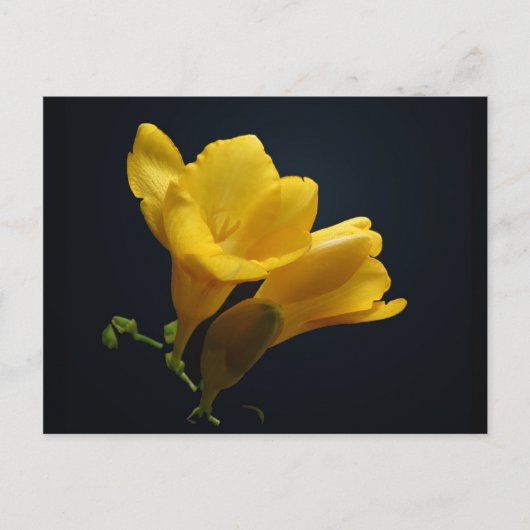 Carte postale Fleurs de Freesia Jaune (Devant)