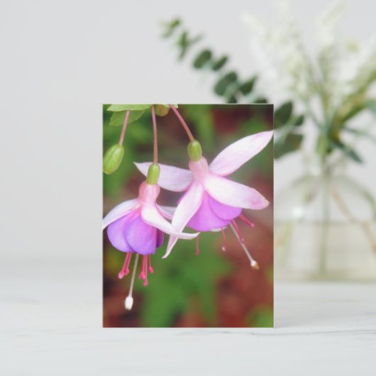 Carte Postale Fleurs de Fuschia (Debout devant)