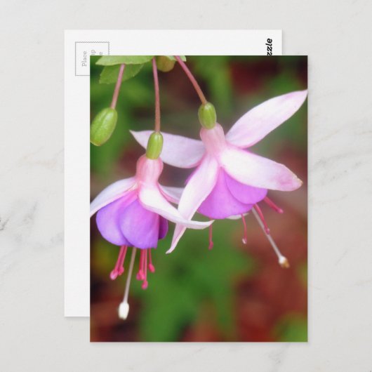 Carte Postale Fleurs de Fuschia (Devant / Derrière)