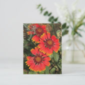 Carte Postale Fleurs de Gaillarde (Debout devant)