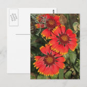 Carte Postale Fleurs de Gaillarde (Devant / Derrière)