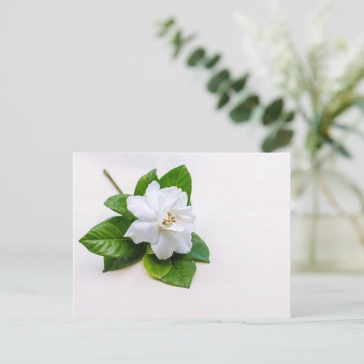 Carte Postale Fleurs de Gardenia blanches (Debout devant)