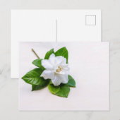 Carte Postale Fleurs de Gardenia blanches (Devant / Derrière)
