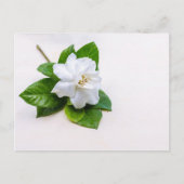 Carte Postale Fleurs de Gardenia blanches (Devant)
