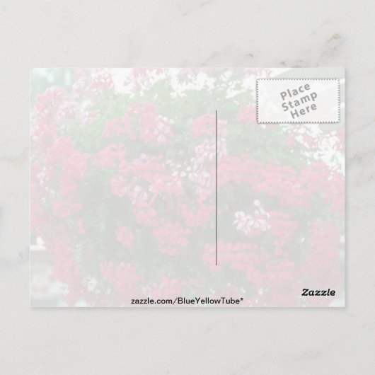 Carte Postale Fleurs de géranium d'ivoire (Pelargonium Peltatum) (Dos)