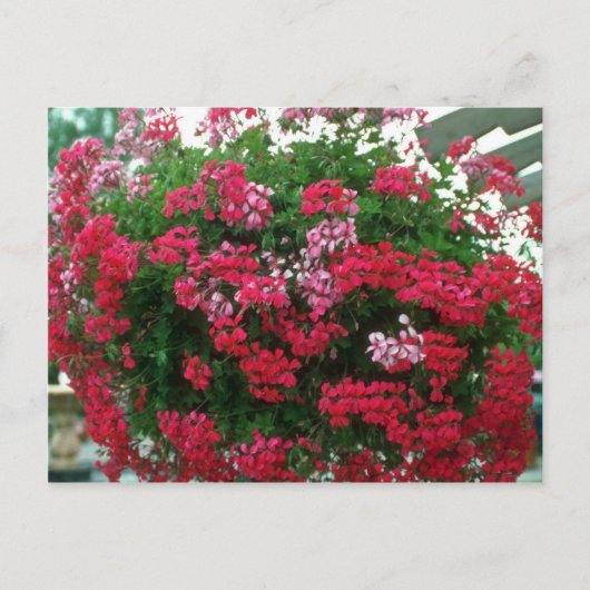 Carte Postale Fleurs de géranium d'ivoire (Pelargonium Peltatum) (Devant)