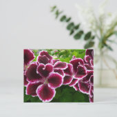 Carte Postale Fleurs de géranium Regal Élégant Maroon Floral Lug (Debout devant)