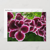 Carte Postale Fleurs de géranium Regal Élégant Maroon Floral Lug (Devant / Derrière)