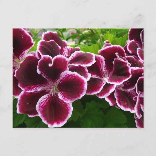 Carte Postale Fleurs de géranium Regal Élégant Maroon Floral Lug (Devant)