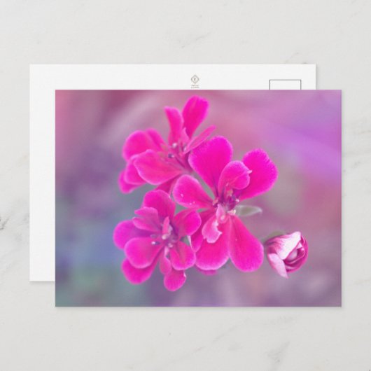 Carte postale Fleurs de géranium rose (Devant / Derrière)