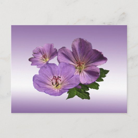 Carte Postale Fleurs de géranium violet (Devant)