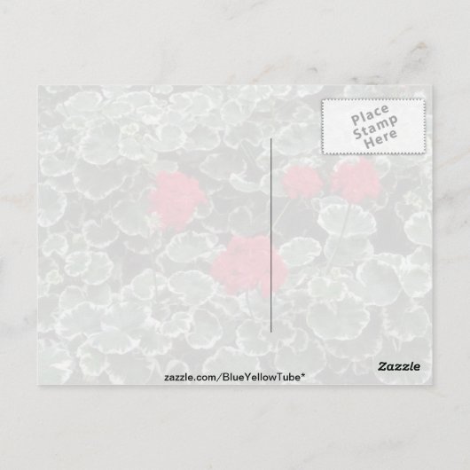 Carte Postale Fleurs de géranium zonal (Pelargonium Hortorum) (Dos)