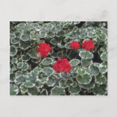 Carte Postale Fleurs de géranium zonal (Pelargonium Hortorum) (Devant)