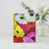Carte Postale Fleurs de gerber colorées (Debout devant)
