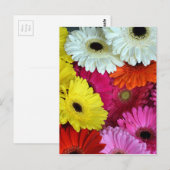 Carte Postale Fleurs de gerber colorées (Devant / Derrière)