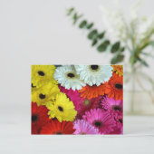 Carte Postale Fleurs de gerber colorées (Debout devant)