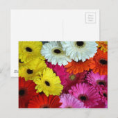 Carte Postale Fleurs de gerber colorées (Devant / Derrière)