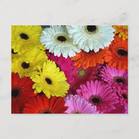 Carte Postale Fleurs de gerber colorées (Devant)
