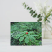 Carte Postale Fleurs de Ginseng sauvage (Panax Quinquefolius) (Debout devant)