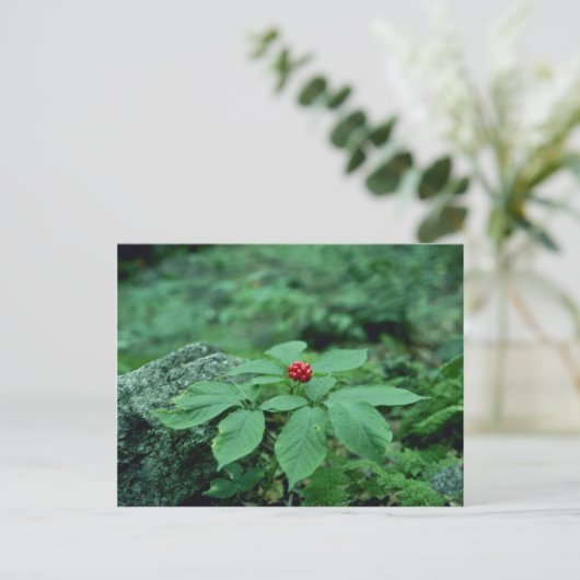 Carte Postale Fleurs de Ginseng sauvage (Panax Quinquefolius) (Debout devant)