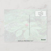 Carte Postale Fleurs de Ginseng sauvage (Panax Quinquefolius) (Dos)