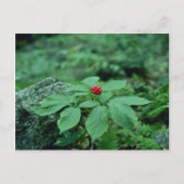 Carte Postale Fleurs de Ginseng sauvage (Panax Quinquefolius) (Devant)