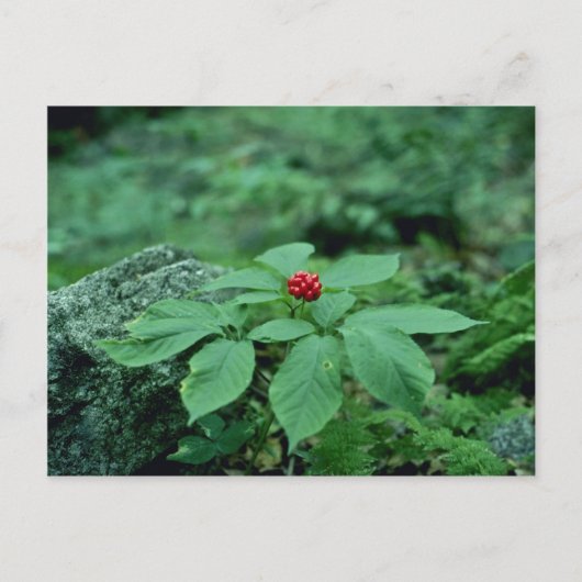 Carte Postale Fleurs de Ginseng sauvage (Panax Quinquefolius) (Devant)