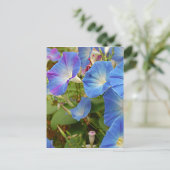 Carte Postale Fleurs de gloire du matin (Debout devant)