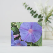 Carte postale Fleurs de gloire du matin (Debout devant)