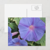 Carte postale Fleurs de gloire du matin (Devant / Derrière)