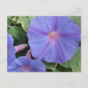 Carte postale Fleurs de gloire du matin
