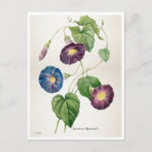 Carte Postale Fleurs de gloire du matin | Pierre-Joseph Redouté (Devant)