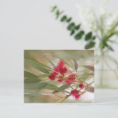 Carte Postale Fleurs de gomme (Debout devant)